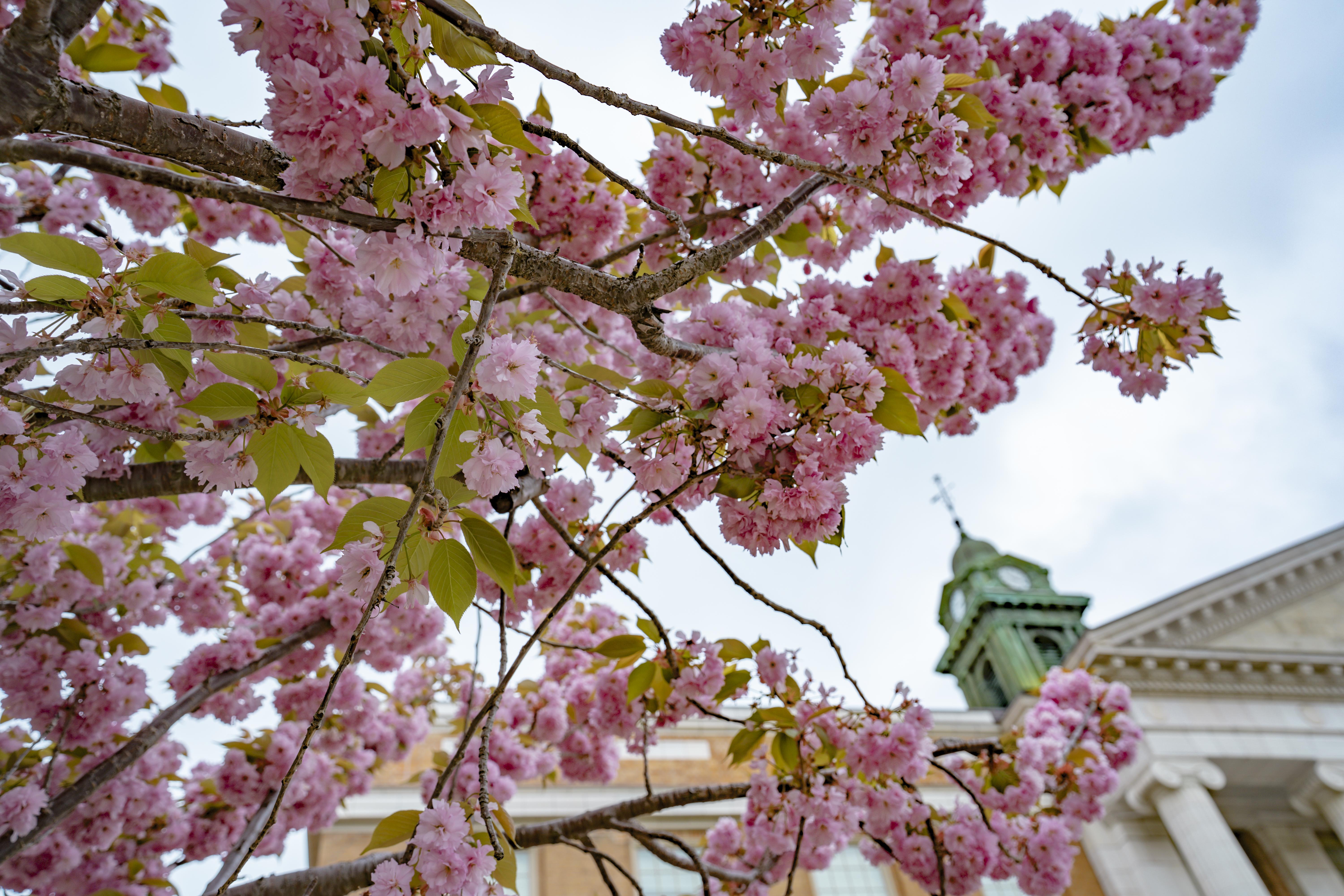 Spring blooms in front of Sheldon Hall