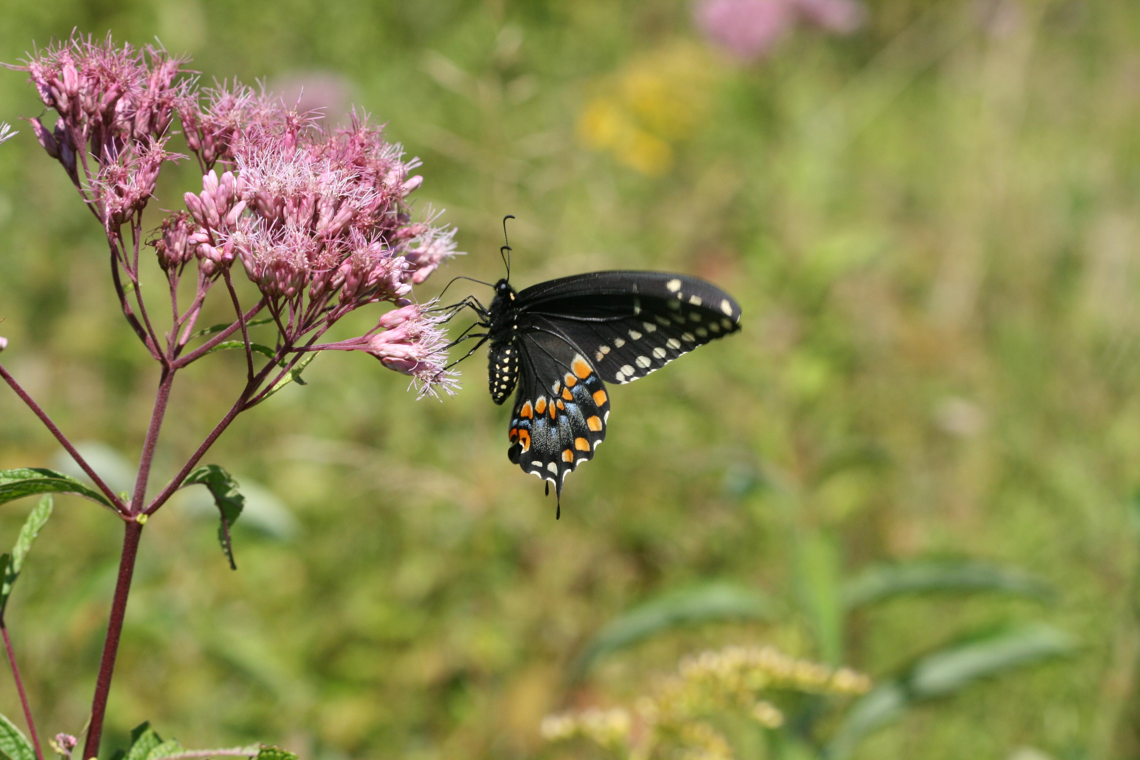 A black swallowtail butterfly perches on a purple flowering plant