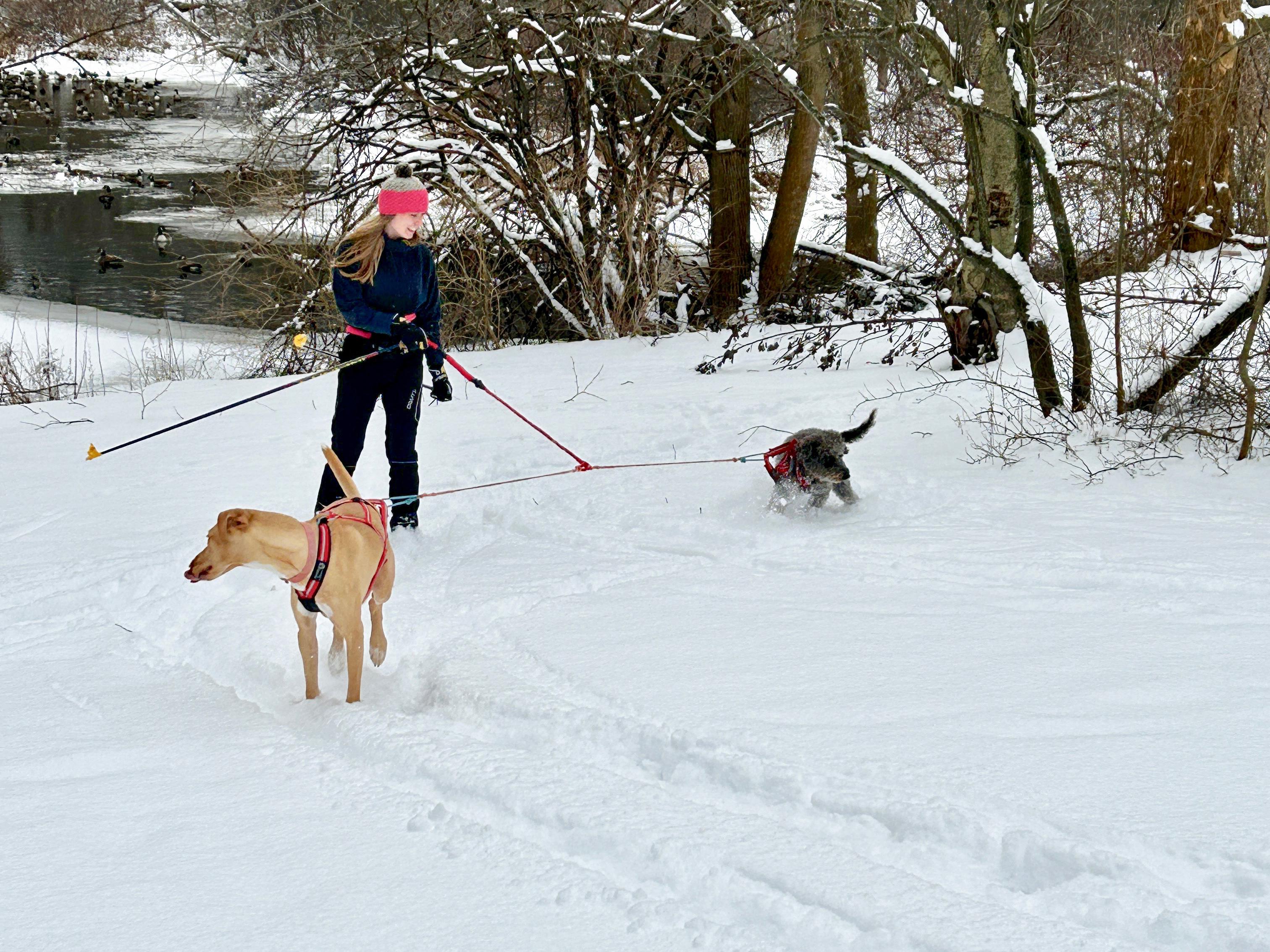 Among the many new and returning features of Rice Creek Field Station's "Celebrate Snow" festival is a demonstration of the sport of skijoring, shown here by Abby Chapman and her dog.