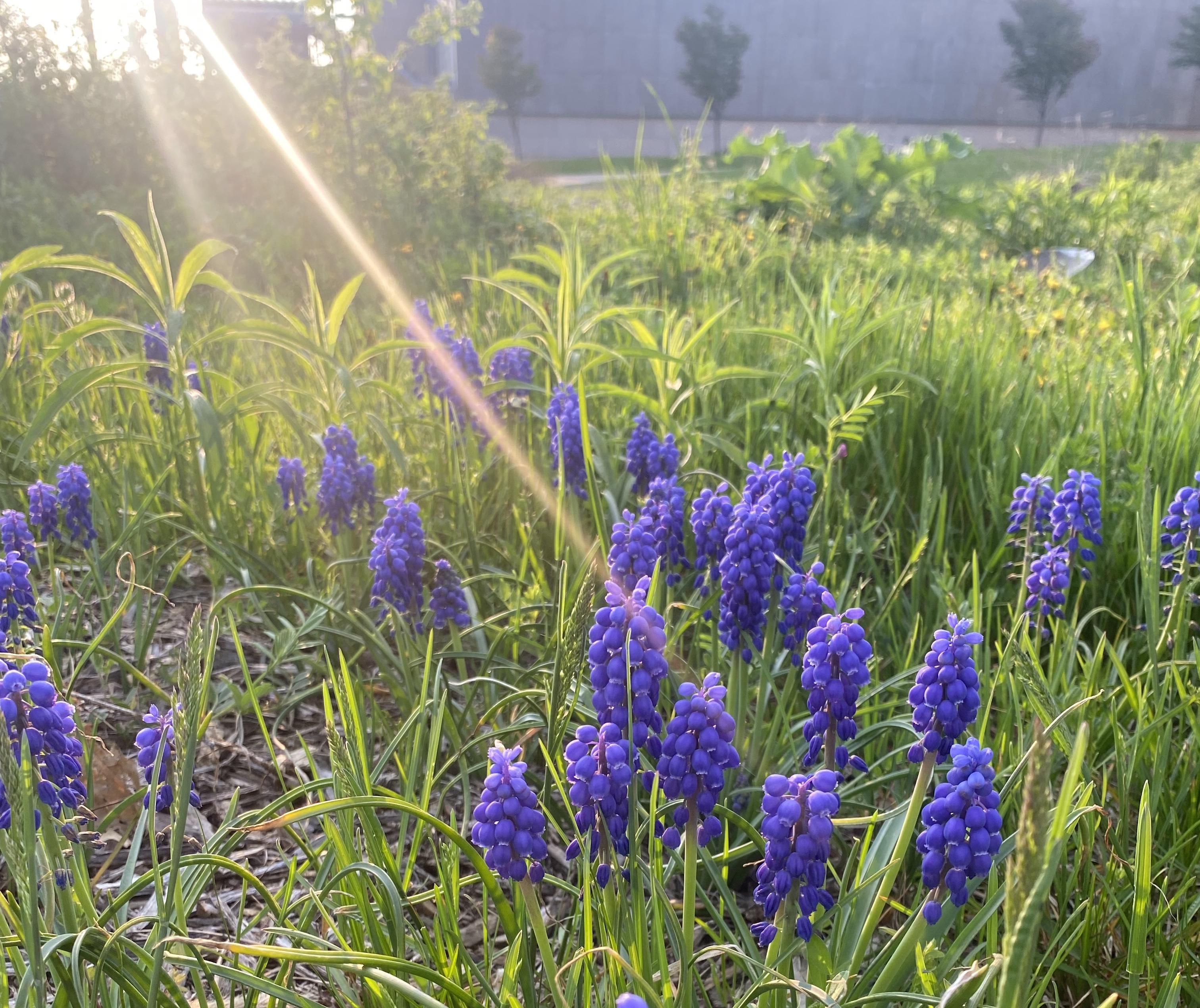 The sun shines in on an angle upon purple blooms and green grass