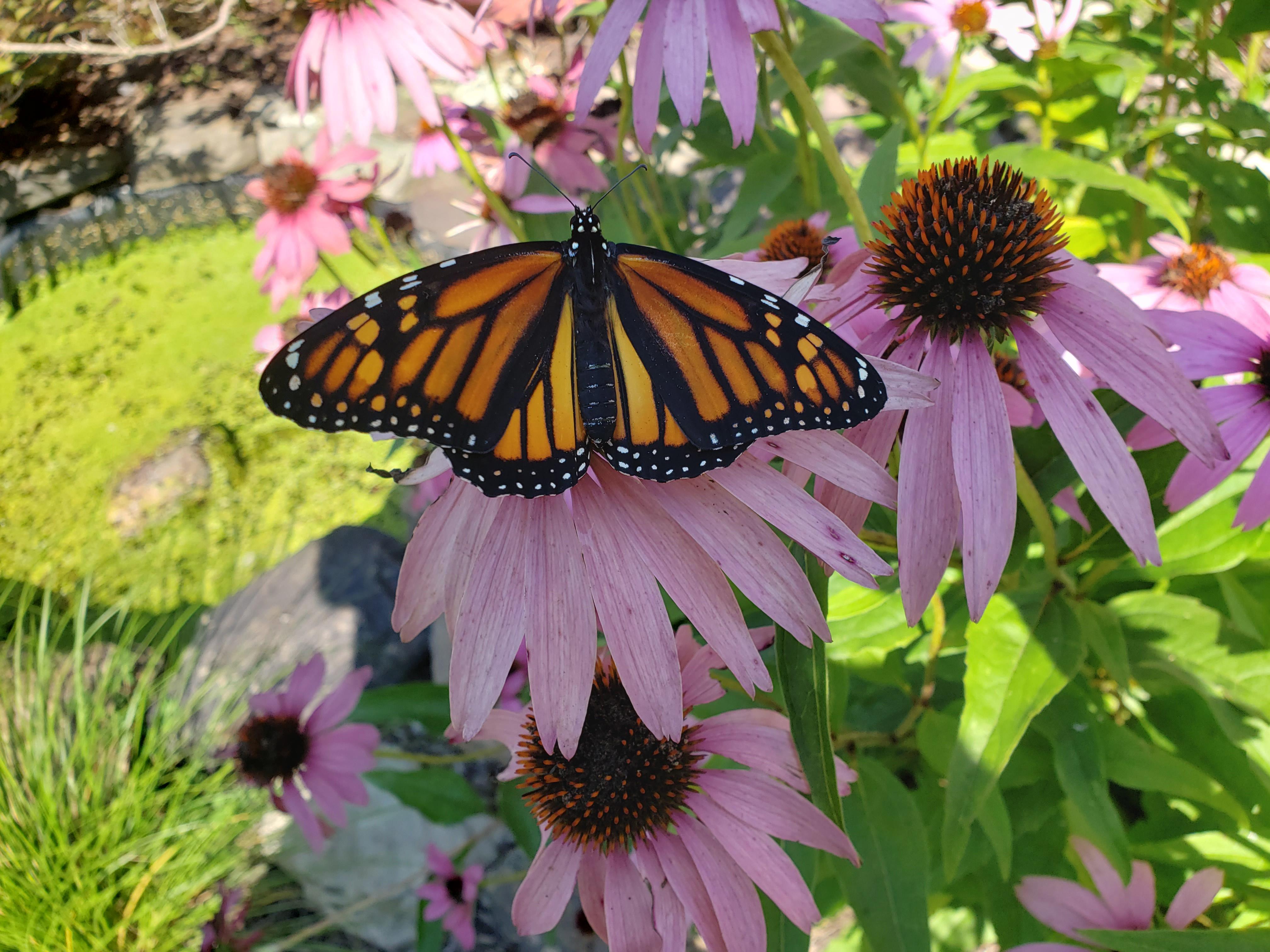 A monarch butterfly sits on a bright pink flower