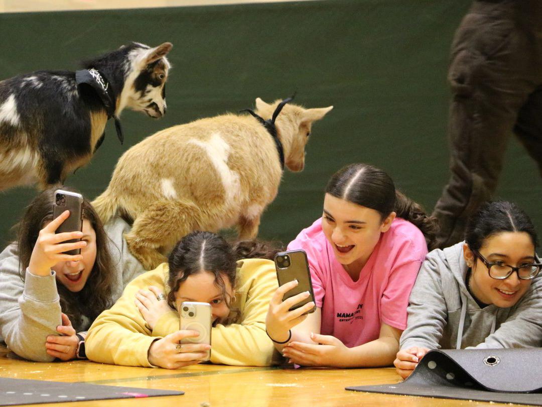 Students take part in goat yoga