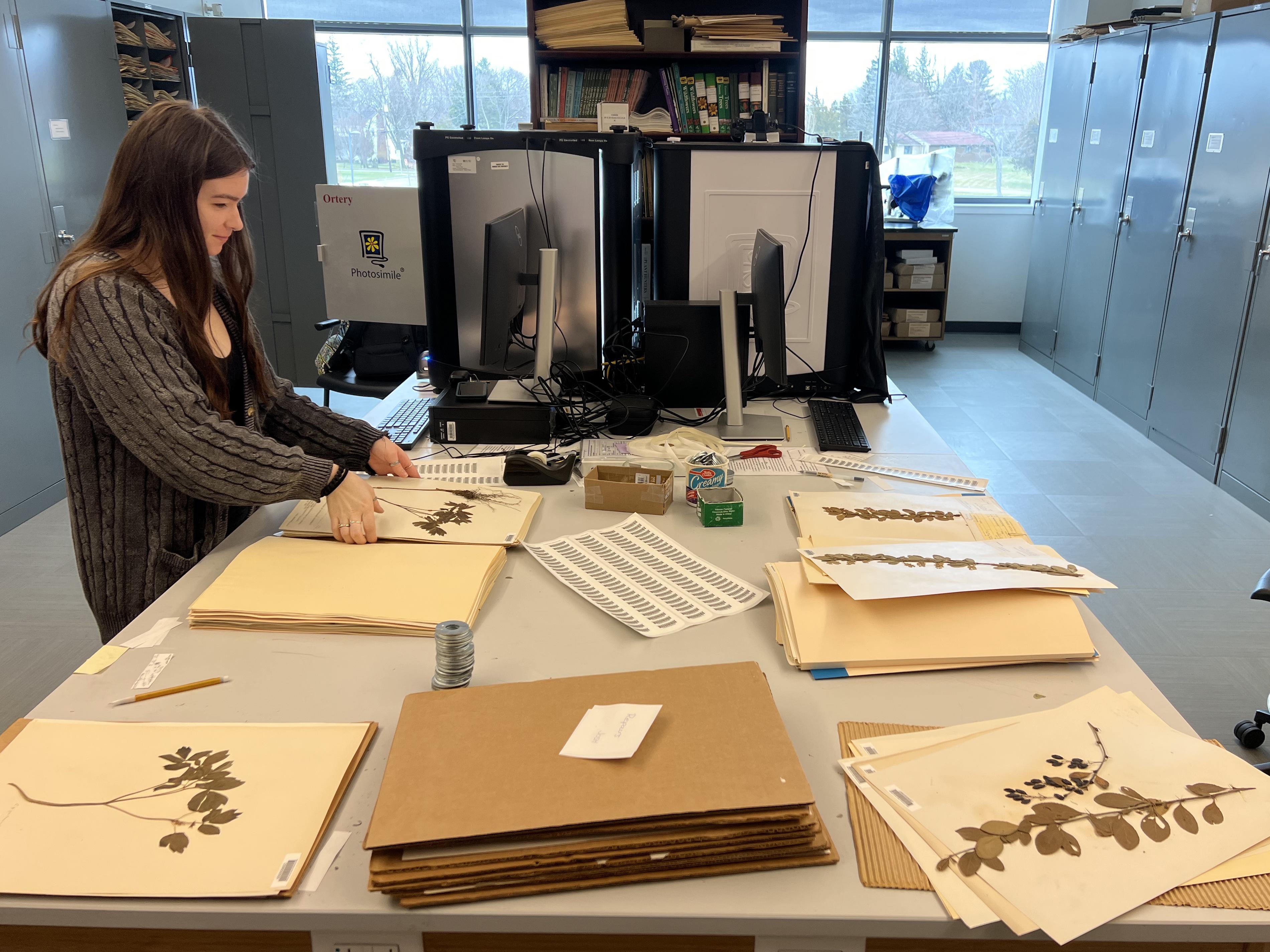 Students are helping digitizing preserved plants in the SUNY Oswego herbarium in the Shineman Center