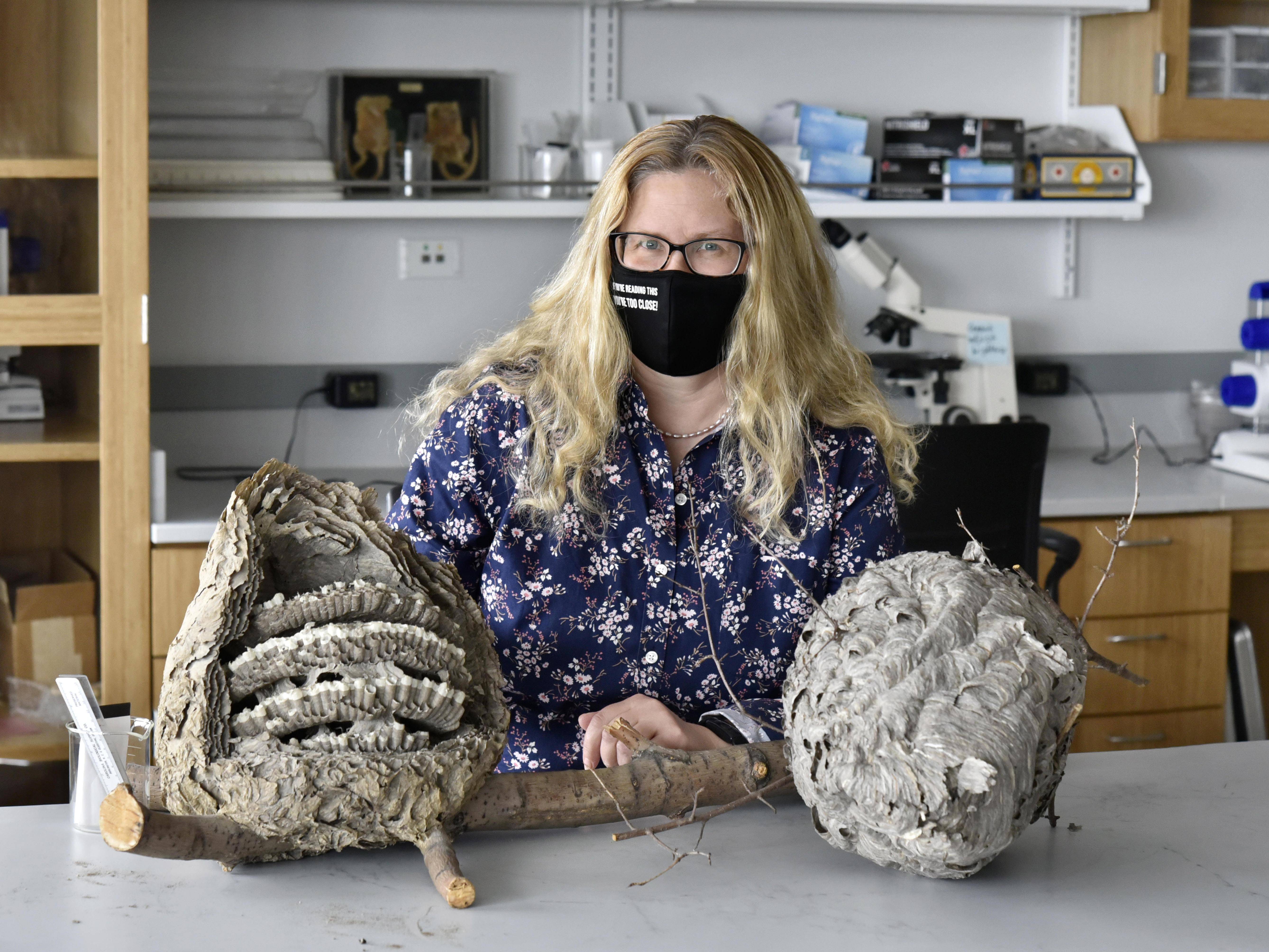 Biological sciences faculty member Karen Sime shows the inside of insect nests, one of her research areas