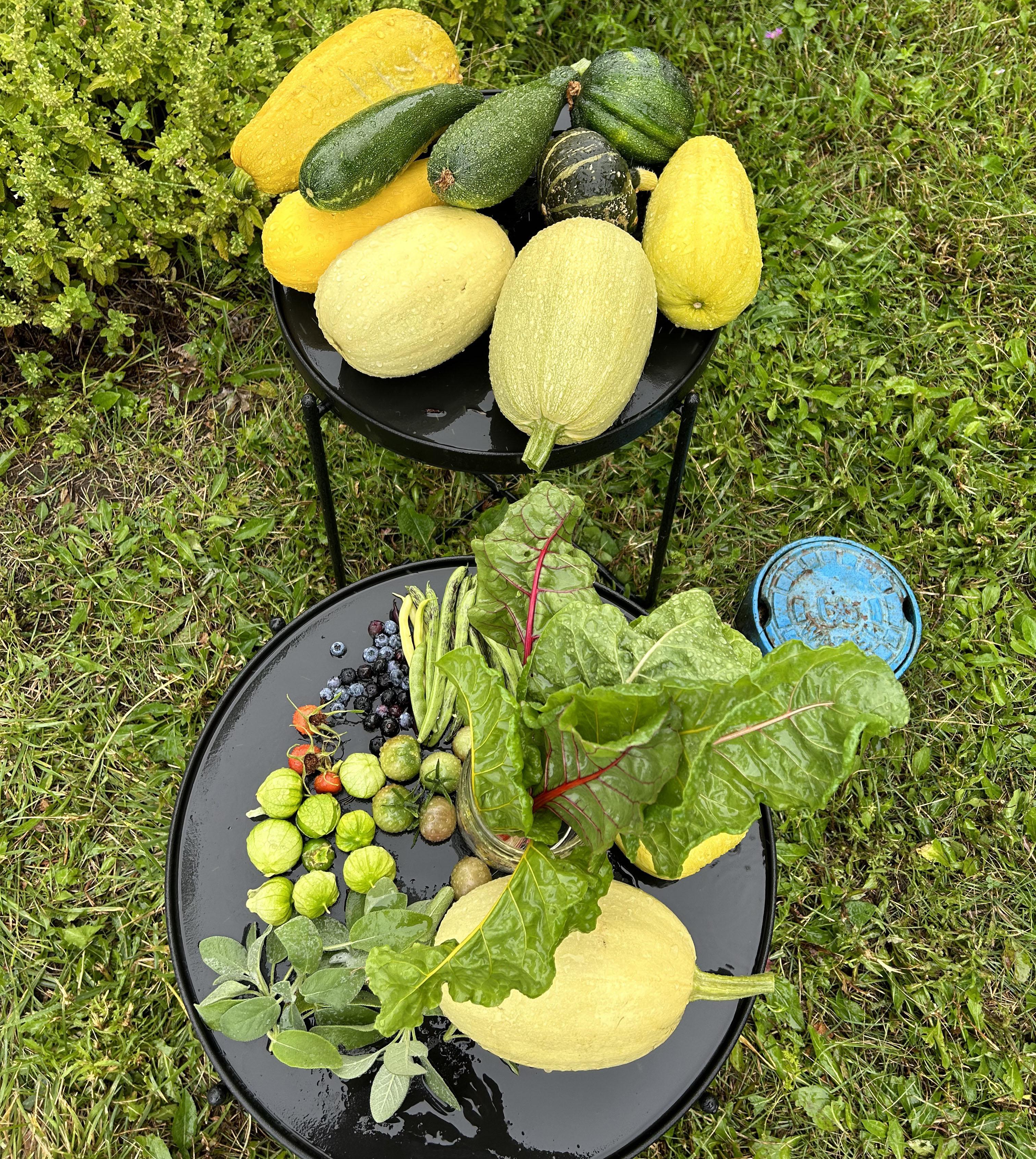 Produce gathered from the Permaculture Living Laboratory
