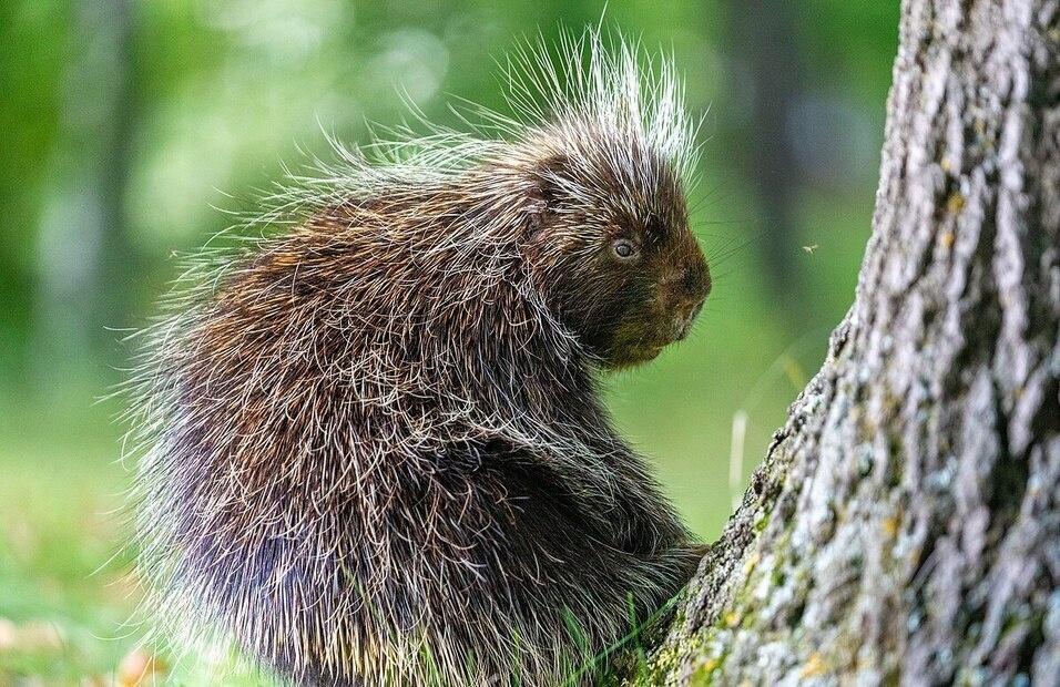 Porcupine next to a tree