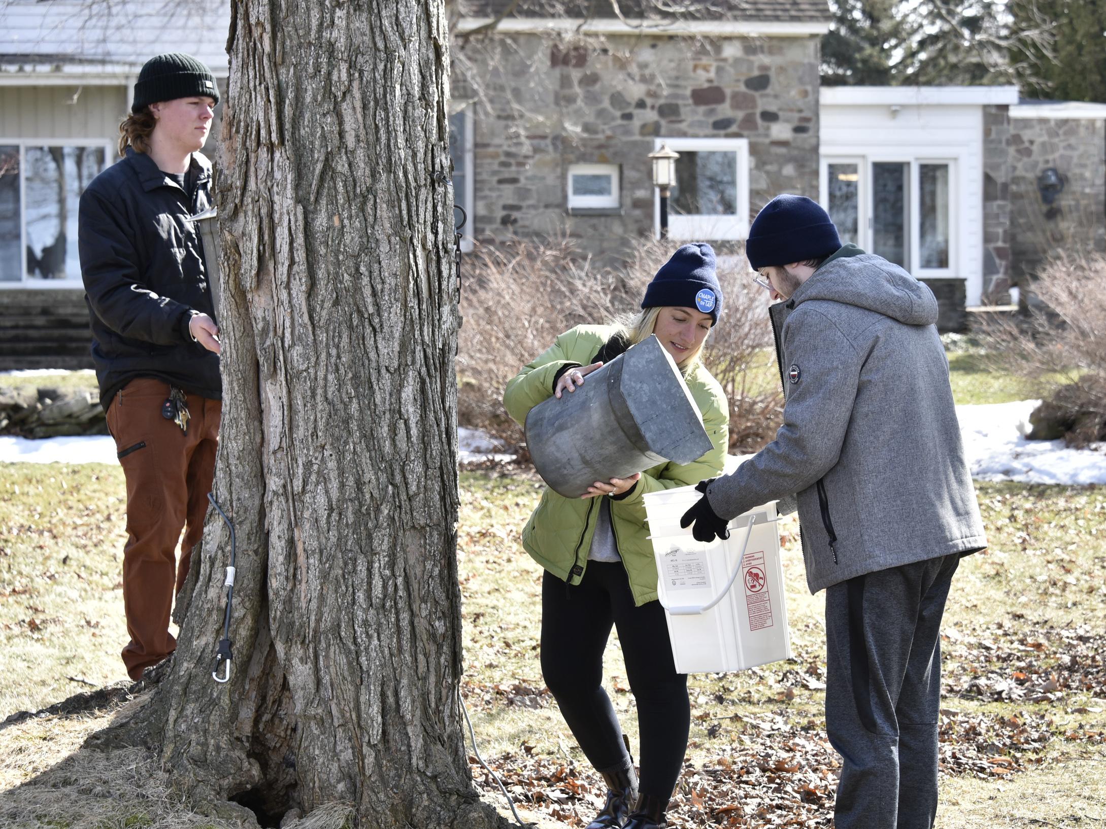 SUNY Oswego students gathered maple sap from trees again in early 2022 in a project that culminated in bringing the resultant maple syrup into dining halls.