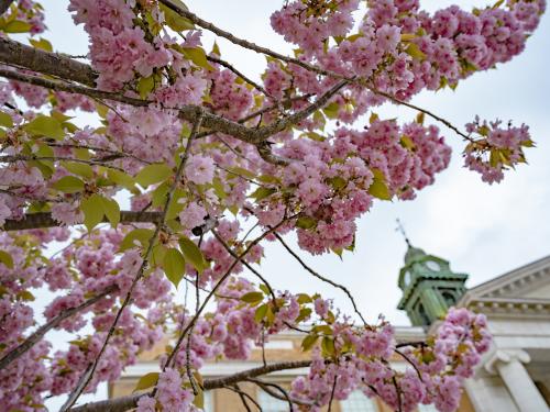 Spring blooms in front of Sheldon Hall