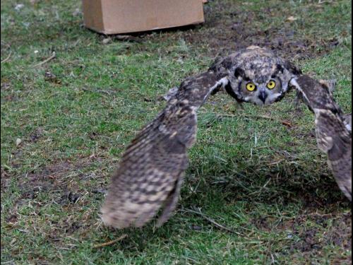 A recovered owl takes flight at Rice Creek Field Station