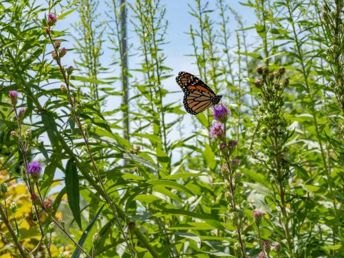 Butterfly setting on a plant with buds nearby