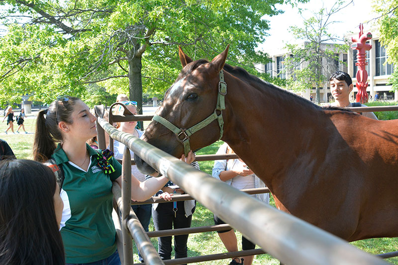 Chester the horse greets visitors