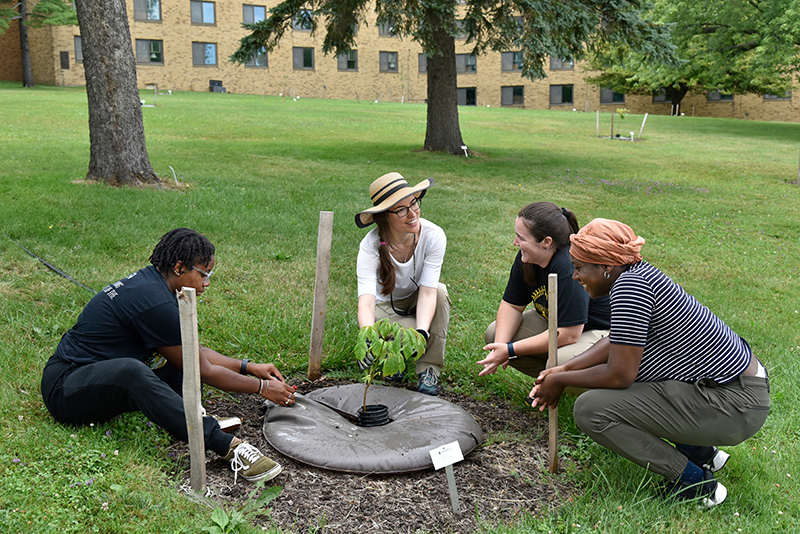 Interns and staff of SUNY Oswego watering an Ohio Buckeye tree located in the Centennial Arboretum 