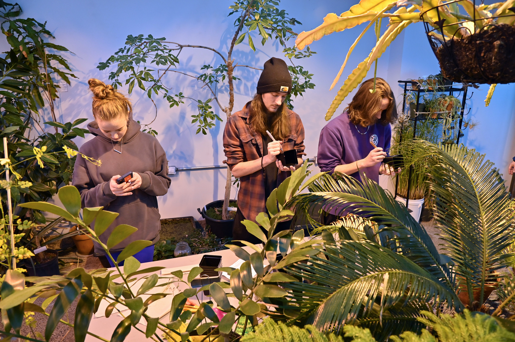 Ecology students use the Shineman Center Greenhouse during a class held Feb. 5 by biological sciences professor C. Eric Hellquist. Pictured setting up their research projects are junior zoology majors, from left, Sarah Healy, Griffin McCullough and Connor McCullough.