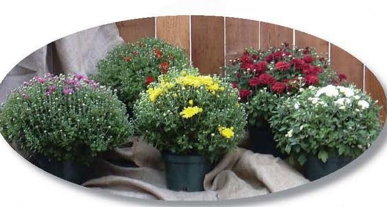 Picture of five potted mums